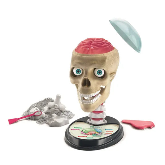 crazy anatomy science playset