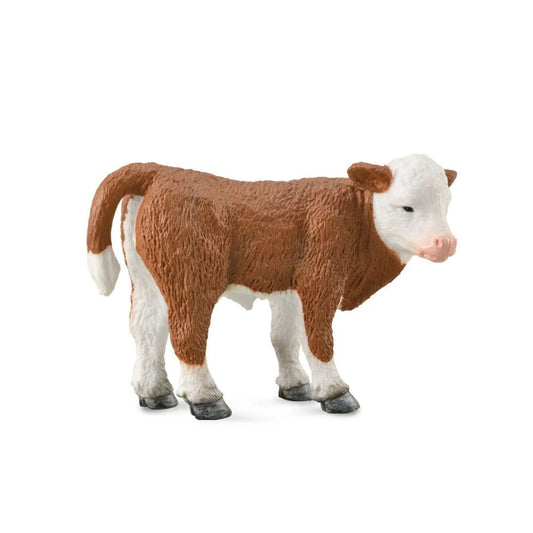hereford calf standing