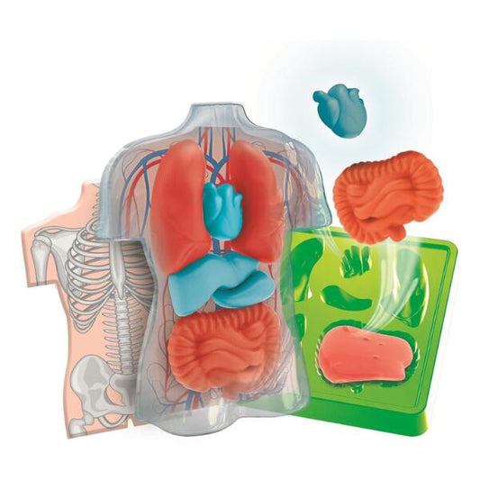 squishy anatomy playset
