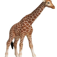 Scheich Giraffe Female