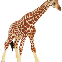 Scheich Giraffe Female