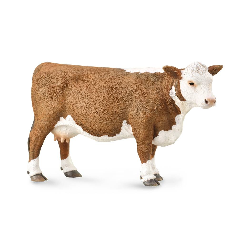 Hereford Cow