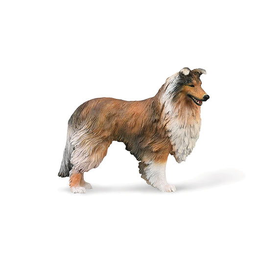 Rough Collie