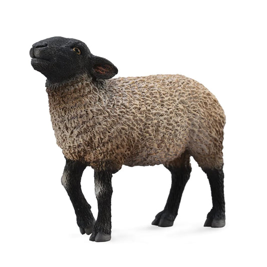 Suffolk Sheep