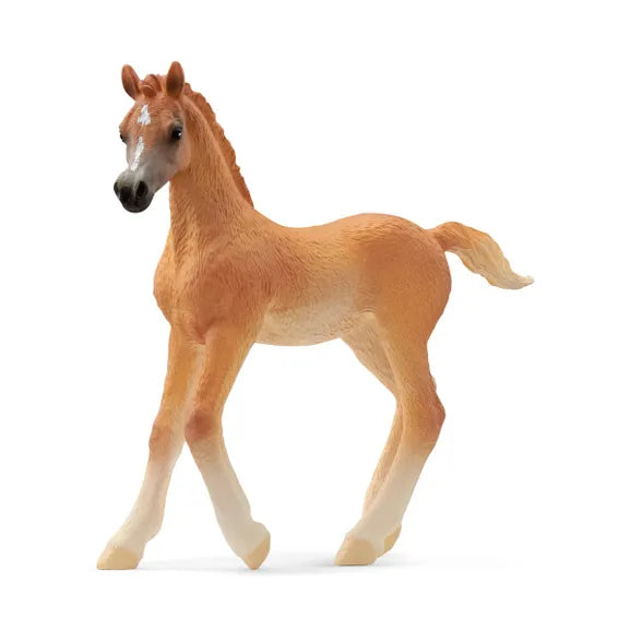 arab foal figure 