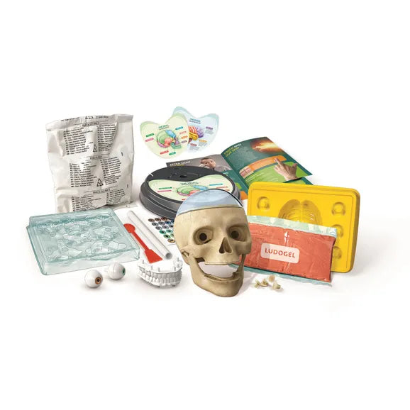 crazy anatomy science playset contents 