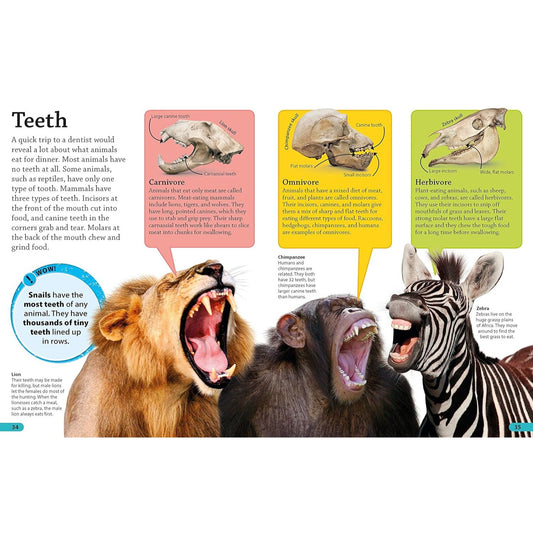 teeth page of book 