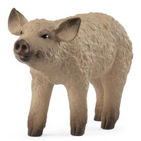 mangalica piglet 
