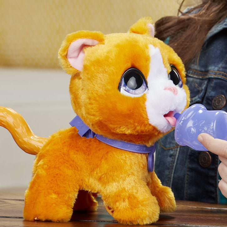 oy cat drinking water 