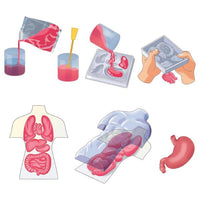 squishy anatomy playset instructions