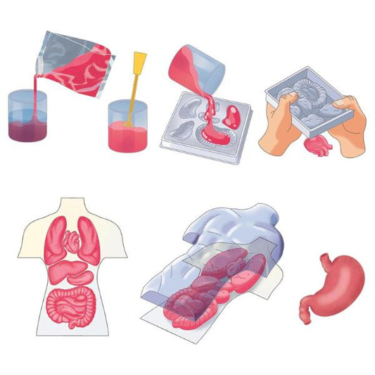 squishy anatomy playset instructions