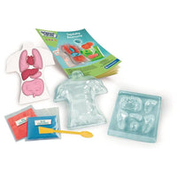 squishy anatomy playset contents 
