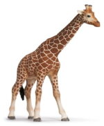 Scheich Giraffe Female