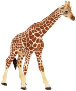 Scheich Giraffe Female