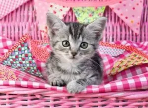 Ravensburger Cute kitty – 12985