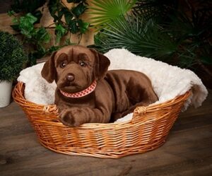Living Nature Giant Chocolate Lab